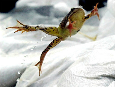 Frog spreads sperm on eggs