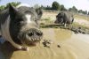 Mud Bath