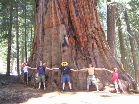 Hands across a sequoia