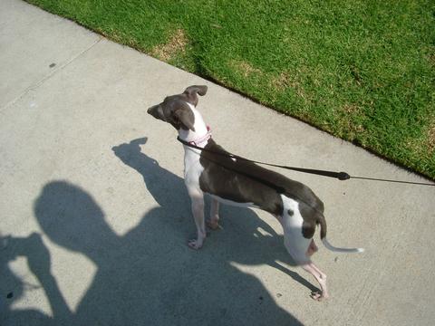 Twiggy on alert for terrorists while the shadows approach.
