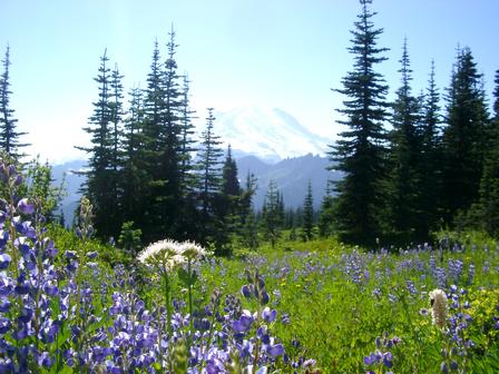 Wildflowers