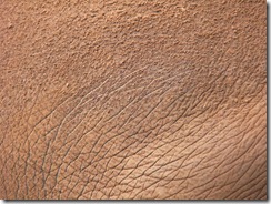 elephant-skin