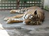 Sleeping Tiger